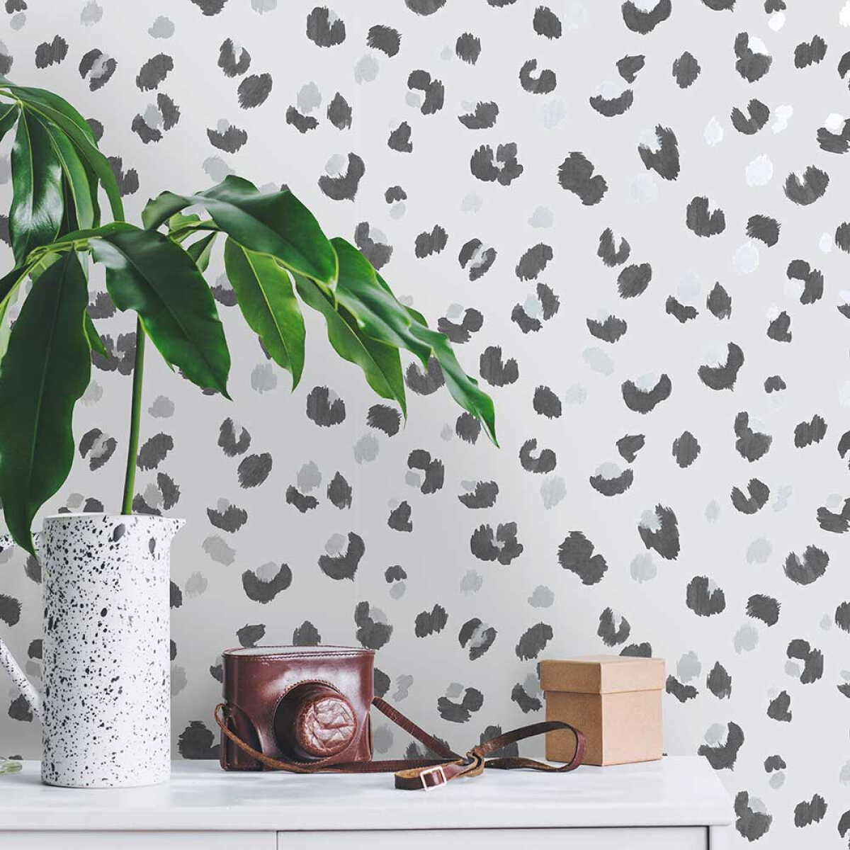 Albany Amur Grey