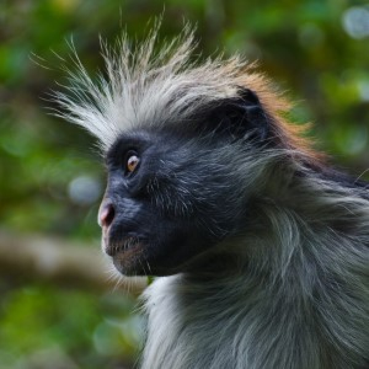 Red Colobus