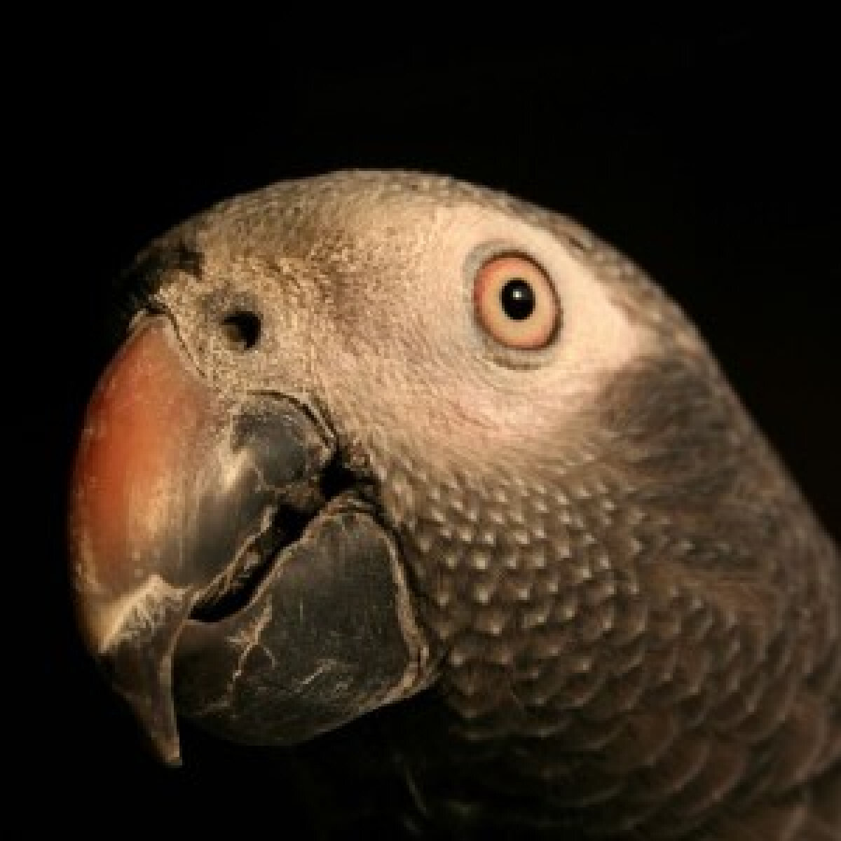 Timneh Parrot
