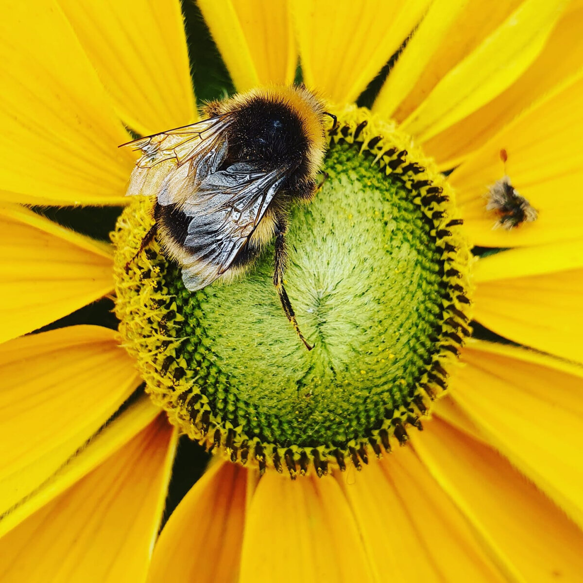 Bees