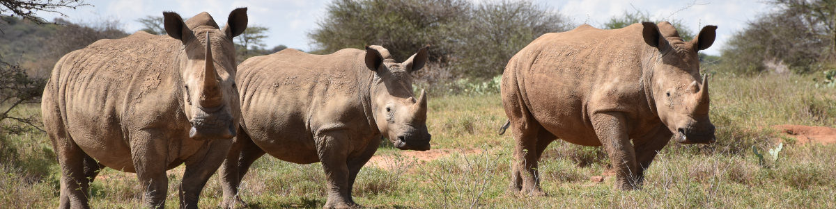 Thank you for helping us support Save the Rhino International!