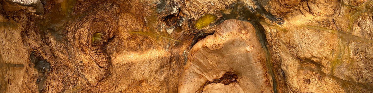 Preserving the Preston Twin Elm