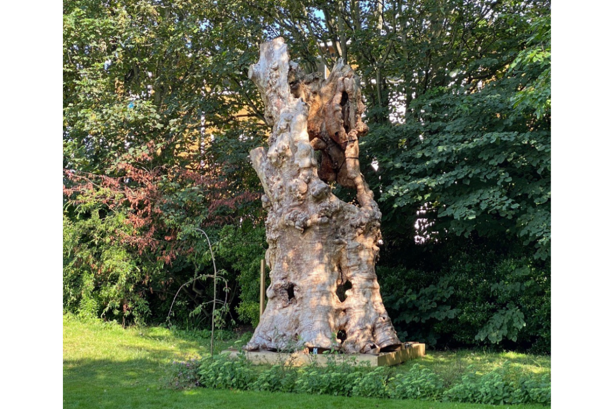 Preston Twin Elm