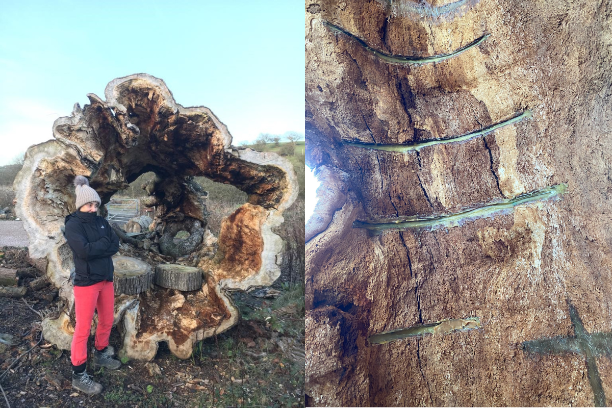 Preston Twin Elm