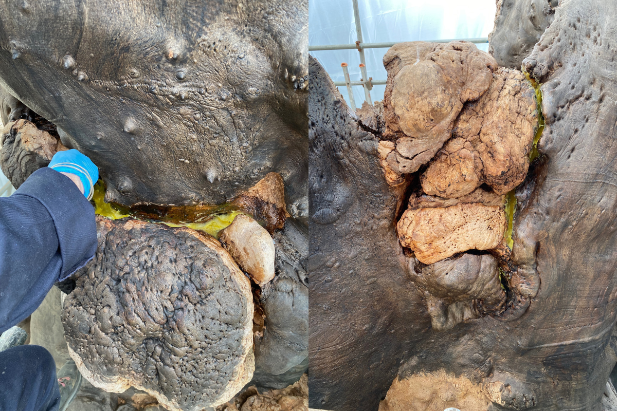 Preston Twin Elm