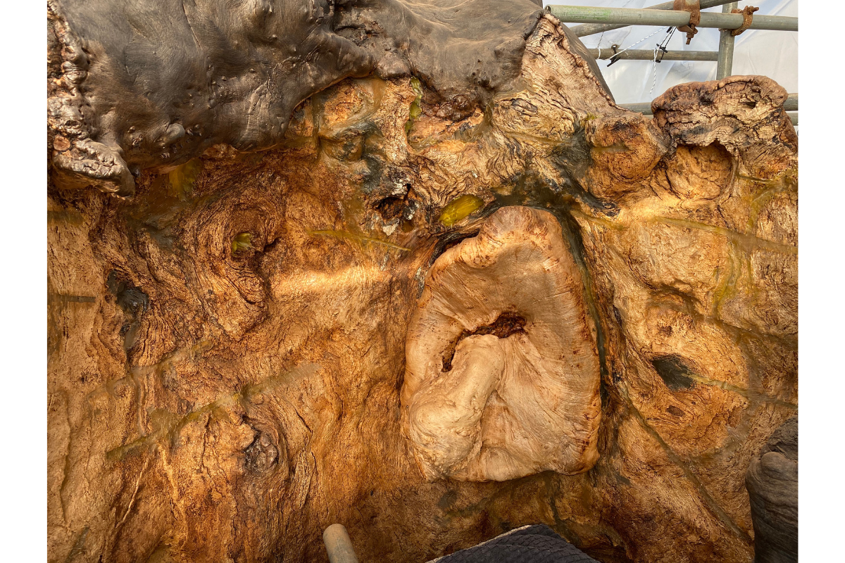 Twin Elm