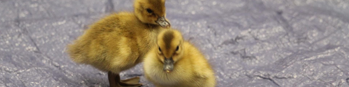 Creating 5 Star Accommodation for Adorable Ducklings