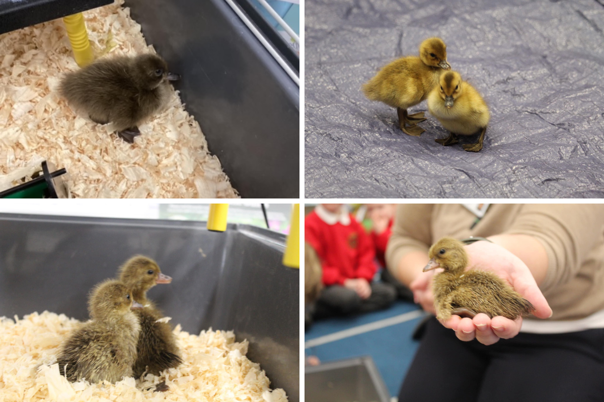 Duckling House