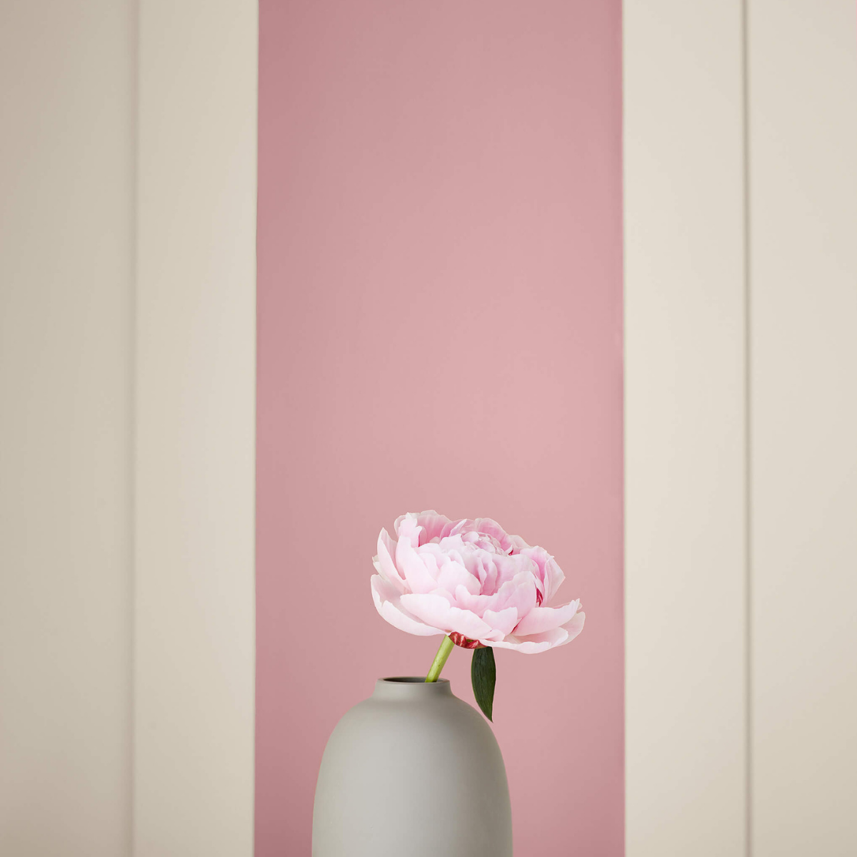 Little Greene, Hellebore