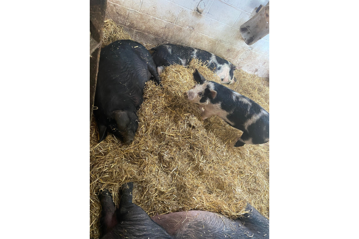 Windmill Hill City Farm