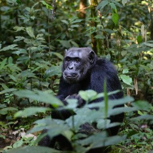 Endangered Chimpanzee